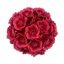 Dianthus Cherry Daiquiri Plants