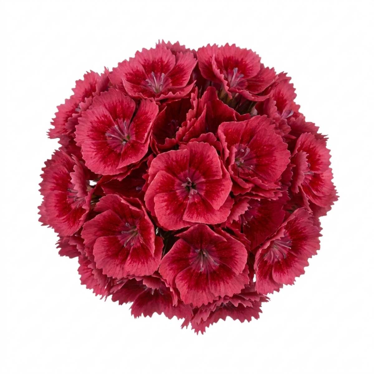Dianthus 'Cherry Daiquiri' (Garden Pink) – Fragrant Hardy Perennial (5L Pot)