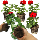 Geranium Toscana Senna Plants (Set of 3 or 6)