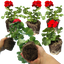 Set of 3 or 6 Large Plants - Geranium Toscana Senna, Ready to Plant in Your Garden