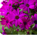 Pericallis Pop Epic Cerise Plant (5L Pot)