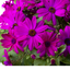 1 Large Senetti Plant - Pericallis Pop Epic Cerise, Bright Summer Flowering, 6.5 Litre Root-Ball