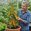 Set of 3 or 6 Honeycomb Tomato Plants, Live Tomato Seedlings, Outdoor Garden Ready, 1L Root Ball