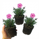 Phlox ‘Fabulous Rose’ Plants (Set of 3 or 6)