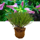 1 Large, Garden Ready Plant - Hebe New Zealand (Shrubby Veronica), 17cm / 2L Pot
