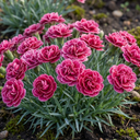 Fragrant Dianthus Plants (Set of 3 or 6)