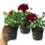 Set of 3 or 6 Large Plants-Geranium Calliope Dark Red, Ready To Plant In Your Garden