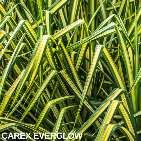 Carex 'Everglow' (Japanese Sedge) – Evergreen Ornamental Grass (2L Pot)