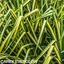 1 Large Plant - Everglow Carex Ornamental Grass, Outdoor Garden Ready Sedge