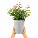 3Ltr Pink Patio Rose Bush, Outdoor Garden Ready, Pots