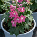 Delphinium Magic Fountains Deep Rose White Bee Plants