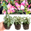 Set of 3 or 6 Large, Garden Ready Plants - Fuchsia Bella Lisa (Pink & White)