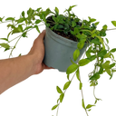 Vinca Minor Plant