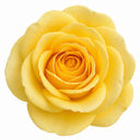 3Ltr Patio Rose Bush, Nursery Pots, Garden Ready