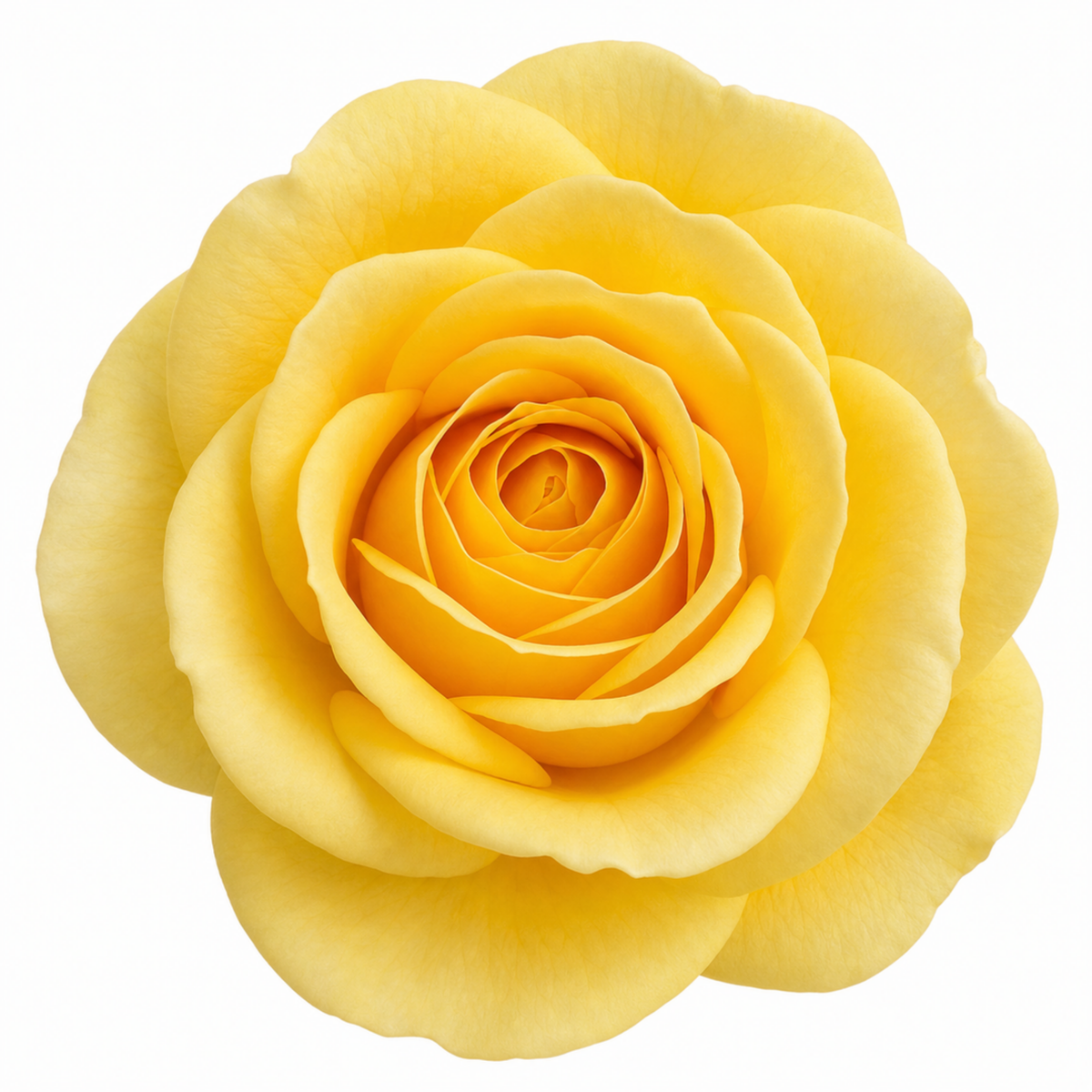 Patio Rose, Yellow – Compact Repeat Flowering Rose (3L Pot)