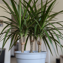Dracaena Marginata Dragon Tree 3 Stem Plant (3L Pot)