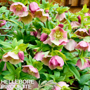 Hellebore Pirouette Plant