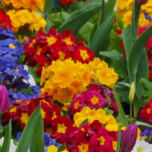 Mixed bedding display with orange polyanthus in the centre, surrounded by red, blue and yellow blooms and tulips