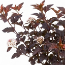 Physocarpus Lady in Red Plants