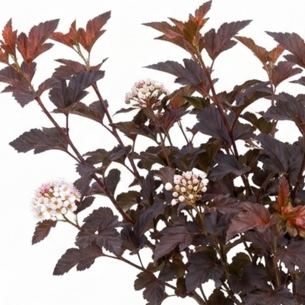 Physocarpus Lady in Red Plants