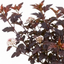 1 Physocarpus Lady in Red Plant, Hardy Bee Friendly Deciduous Garden Shrub, 3 Litre Root Ball