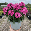 Cocktail Pink Dianthus Cosmopolitan Plants