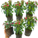 Fuchsia Diva Rose & Violet Plants (Set of 3 or 6)