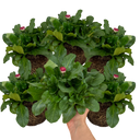 Bellis Habanera ‘Rose’ Plants (Set of 3 or 6)