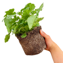 Heuchera Berry Timeless Plant (2L Pot)