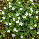 Veronica Repens Creeping Speedwell Plants (Set of 3 or 6)
