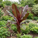 Ensete Maurelii Red Abyssinian Banana Plants
