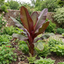 1 Ensete Maurelii Red Abyssinian Banana Plant, Exotic Tropical Garden Perennial, 19cm Root Ball