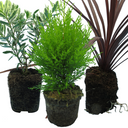 Cupressus Wilma Plants (Set of 3 or 6)