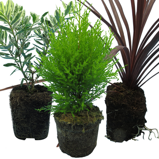Cupressus, Cordyline & Hebe – Container Middles Collection (Set of 3 or 6)