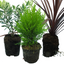 Set of 3 or 6 Container Middles Plants - Cupressus Wilma, Cordyline Red Star & Hebe Varigata