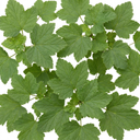 Redcurrant Jonkheer Van Tets Fruit Bush Plant (2L Pot)
