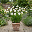 Freesia White River Perennial Plants