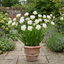 1 Freesia White River Perennial Plant, Fragrant Scented Summer Flowers, Outdoor Garden Ready, 17cm Root-Ball