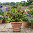 Gooseberry Hinnonmaki Red Bush Plant (2L Pot)