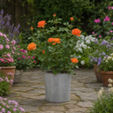 3Ltr Orange Patio Rose Plant, Hardy Bush, Nursery Pots
