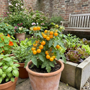 Tomato Lemon Sherbet Plants (Set of 3 or 6)
