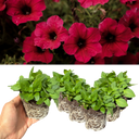Petunia Surfinia Deep Red Plants (Set of 3 or 6)