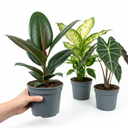 Rubber Plants