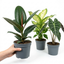 3 Tropical Jungle Live Indoor Plants Collection - Rubber Plant, Elephant Ear & Dumb Cane, 1L Root Ball