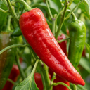 Sweet Pepper Thor Plants