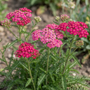 Achillea Millefolium Cerise Queen Plants (Set of 3 or 6)