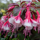 Upright Fuchsia Fuchsita Pink & White Plant (2L Pot)