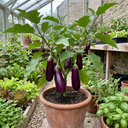 Grow Your Own Aubergine Galine Plants (Set of 3 or 6)
