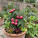 Tomato Rose Crush Variety Plants (Set of 3 or 6)