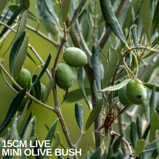 Green olives ripening on the slender branches of a small olive bush with narrow grey-green leaves
